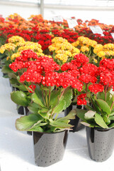 Kalanchoe plant with red flowers, Kalanchoe blossfeldiana