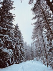 winter forest in the snow