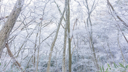 幻想的な雪山の木々
