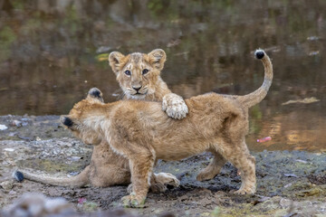 Naklejka na ściany i meble Asiatic lion cub playing with each other (Click at Gir National Park Junagadh, India) 