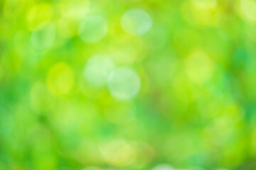 Obraz premium Abstract blur green leaf bokeh nature background