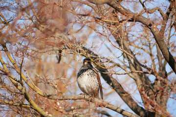 日本、冬、木の枝で休むツグミ