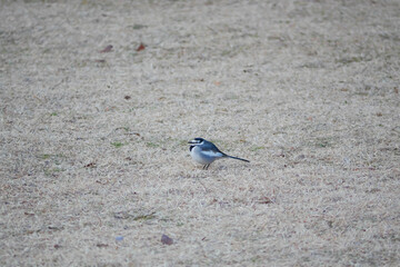 日本、冬、芝生で丸くなるハクセキレイ