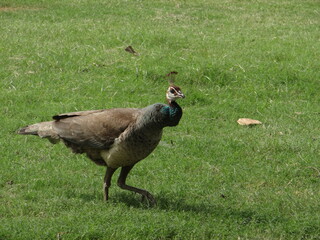 Animals and Plants will make your day beautiful