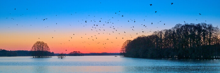 Flock of Anhingas leaving their roost in the early morning at Lake Talquin State Park near Tallahassee, FL.