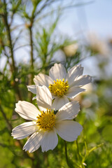 Schmuckkörbchen Cosmea - Cosmos bipinnatus - Blüten im Gegenlicht im Garten - 491248280