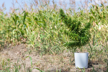 A mature cannabis bush in a white pot stands on the ground