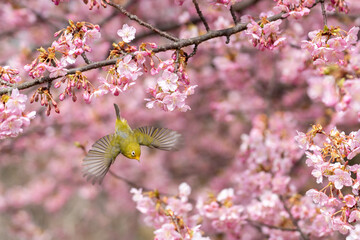 桜とメジロの春らしい写真