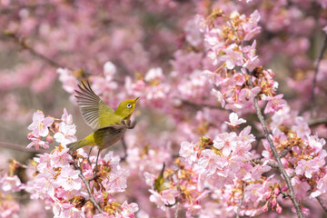 桜とメジロの春らしい写真