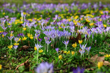Purple crocus flowers blooming in meadow