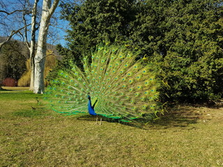 Obraz premium Pfau schlägt ein Rad (Pfauenrad)