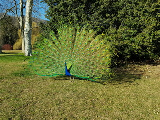 Obraz premium Pfauenrad