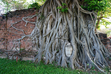 Wat Mahathat is an ancient site in Ayutthaya, Thailand that tourists like to visit and photograph,...
