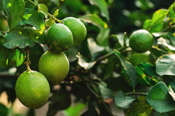 Ripe green lemons on the small evergreen tree