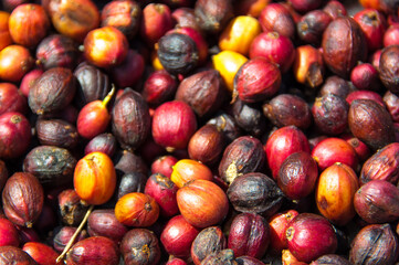 Natural fresh coffee beans that are dried