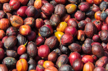 Natural fresh coffee beans that are dried