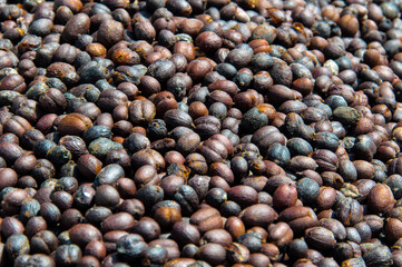 Natural fresh coffee beans that are dried