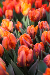 Red tulips in the garden, blurred floral background