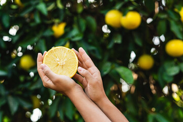Woman holds half of lemon in her hands on lemon tree background.
