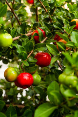 Acerola pendurada na árvore, fruta tropical brasileira mais alta em vitamina C