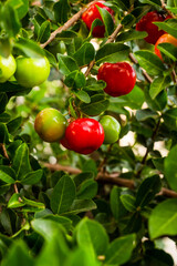Acerola pendurada na árvore, fruta tropical brasileira mais alta em vitamina C