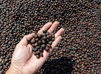 handful of coffee beans
coffee bean business