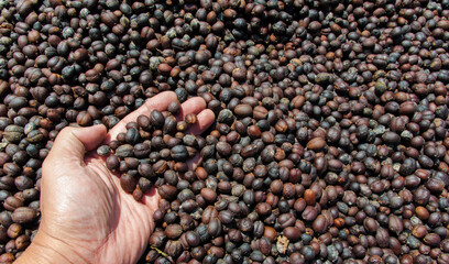 beans in a hand , coffee bean business
