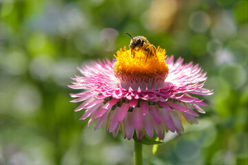 Makro Biene saugt sammelt Blütennektar aus Strohblume - Xerochrysum bracteatum - 491251626