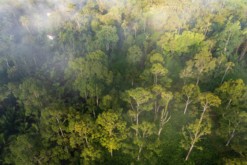 Aerial view of Durian Orchard