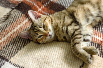 Portrait of a cute Bengal cat looking in camera, Close up