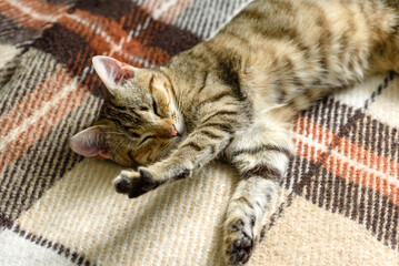 Portrait of a cute Bengal cat looking in camera, Close up