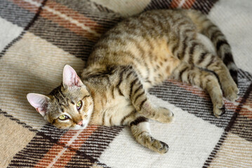 Portrait of a cute Bengal cat looking in camera, Close up