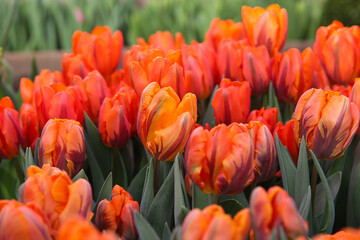 Red tulips in the garden, blurred floral background