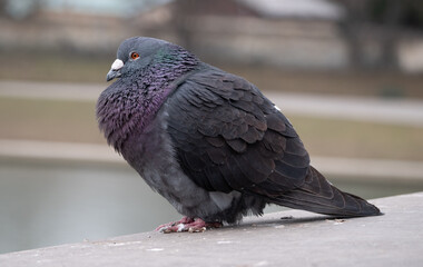 Common pigeon or dove, domestic bird resting in Kraków, Poland.