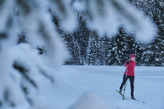 Woman skiing by pine trees in winter forest