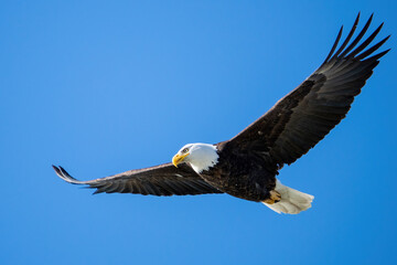 Adult Bald Eagle Flying in the Sky