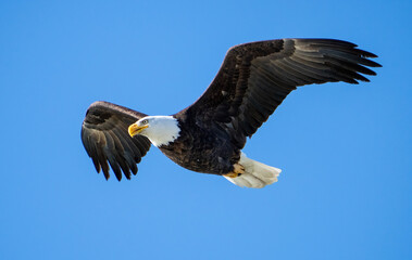 Adult Bald Eagle Flying in the Sky