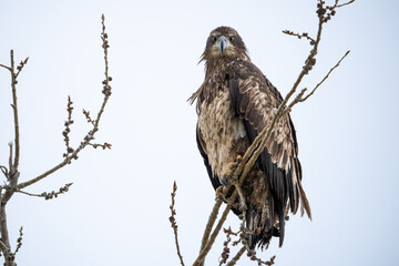 Juvenile Bald eagle in a tree looking at the camera