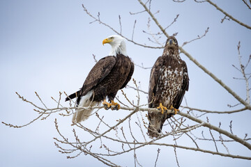 Bald Eagles in a tree Adult and Juvenile 