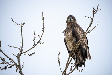 Juvenile Bald Eagle perched in a tree