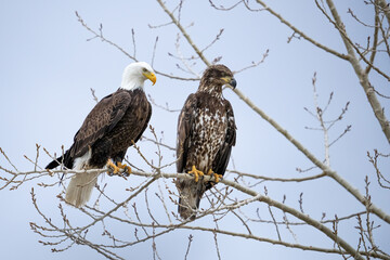 Bald Eagles in a tree Adult and Juvenile 