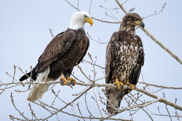 Bald Eagles in a tree Adult and Juvenile 