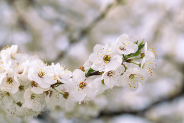 Obraz premium Beautiful white flowers of fruit tree against blurred background on sunny spring day, selective focus. Spring background with fruits tree blooming.