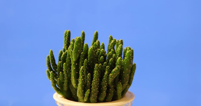 rotation of bonsai Opuntia leptocaulis, Cylindropuntia leptocaulis, desert Christmas cactus, desert Christmas cholla, pencil cactus, or tasajillo, a species of cholla cactus.