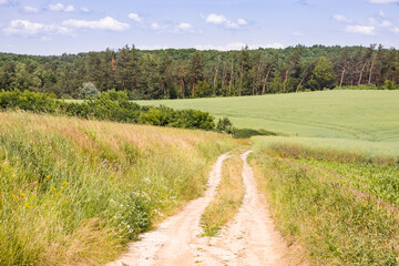 Rural landscape with fields, rolling hills and road leading to the forest on hot summer day. Countryside scenery.
