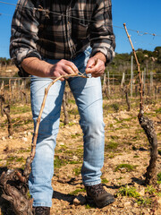 Close-up of a winegrower hand. Tying the new branch to the iron wire after pruning. Traditional agriculture. Winter pruning, Guyot method.