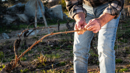 Close-up of a winegrower hand. Tying the new branch to the iron wire after pruning. Traditional agriculture. Winter pruning, Guyot method.