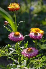 Verschiedenfarbige Strohblumen - xerochrysum bracteatum - im Garten - 491253669