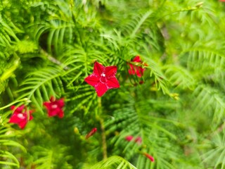 Ornamental Red Cypress Vine Flower. Tiny blooming flowers