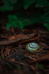 snail_01 © PhoenixFotoArt